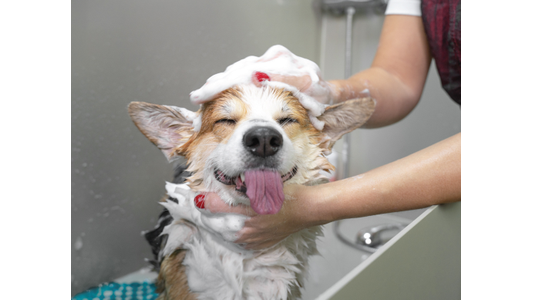 Happy Corgi with eyes closed and tongue out enjoying a sudsy shampoo from a groomer in a grooming tub