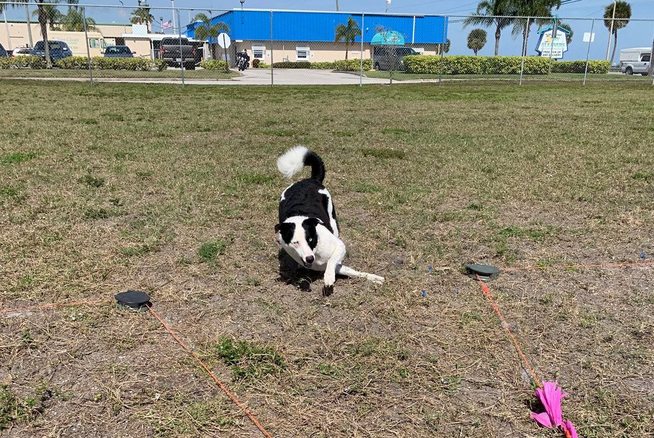 Black and white dog lure course.