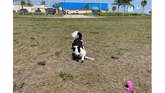 Black and white dog lure course.