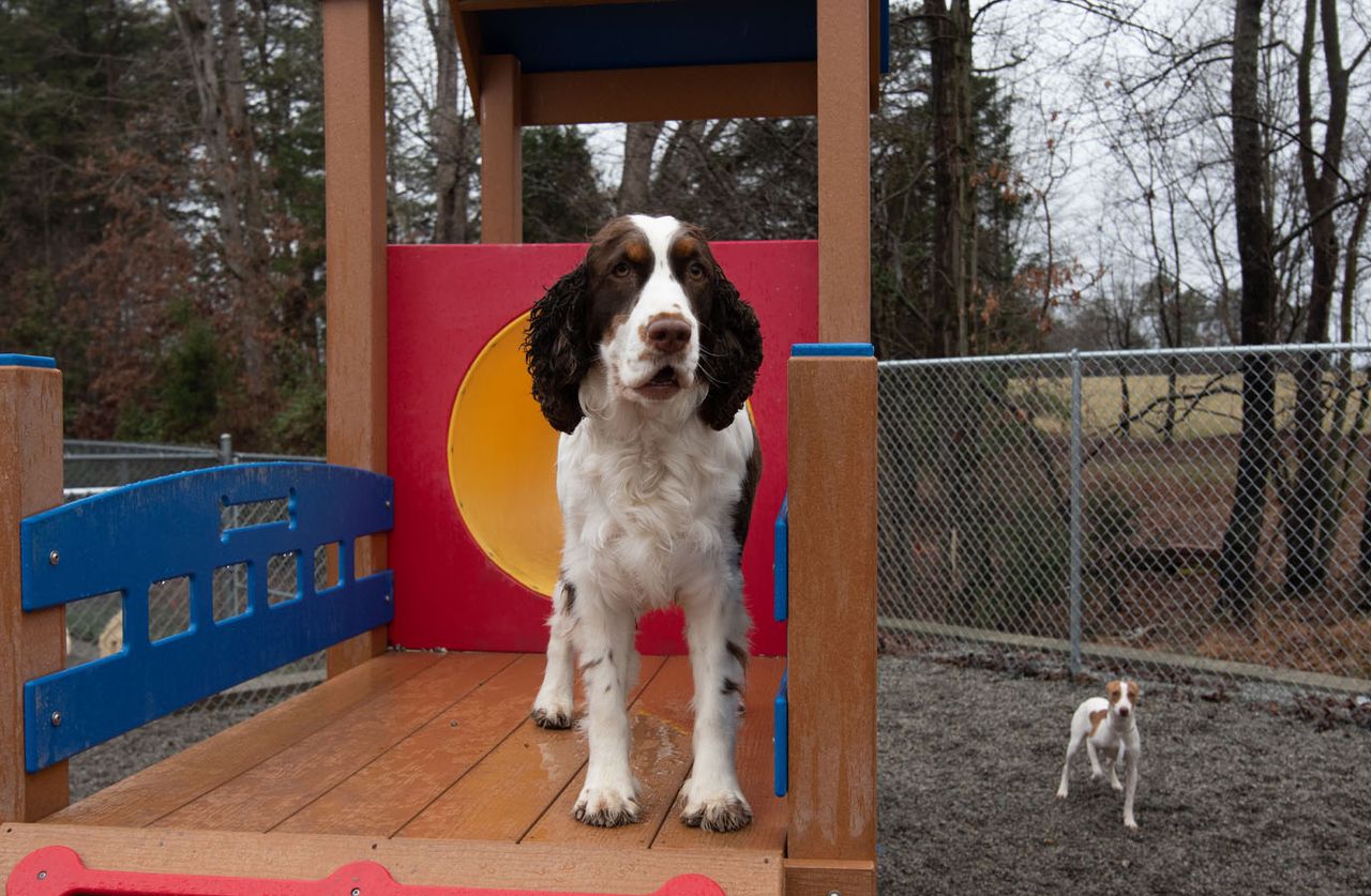 Happy Dog in the Country Kennel Play area
