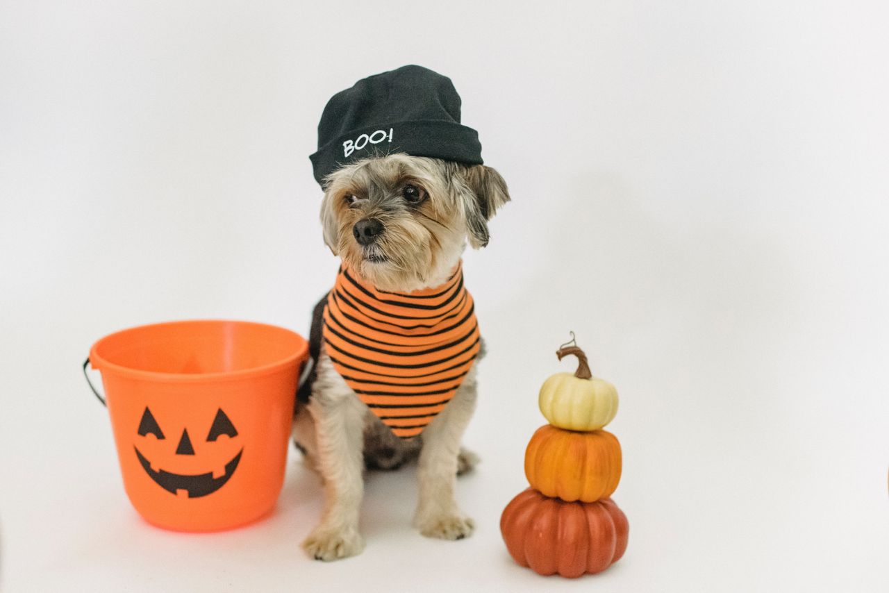 Halloween Howl: Training Your Pet for the Spookiest Season