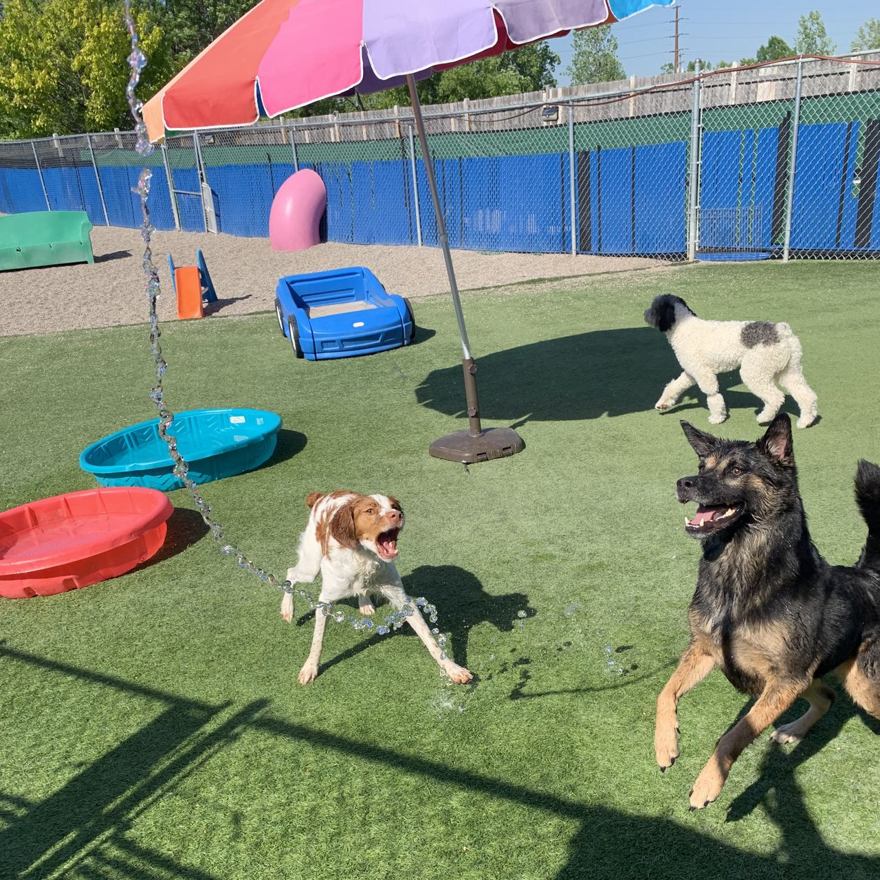 Dogs playing on green turf in an outdoor play yard with splash pools and a colorful umbrella while catching water sprayed from a hose