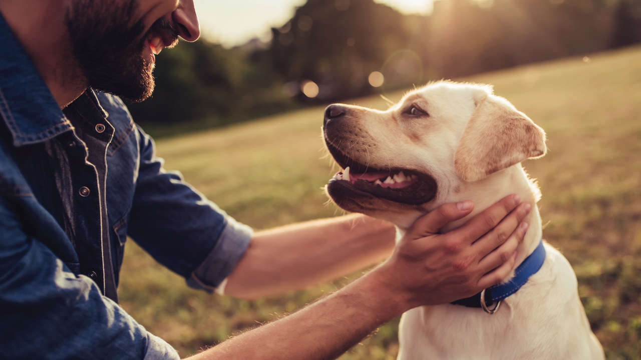 Man petting sitting dog