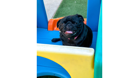 Dog in a mini-obstacle course