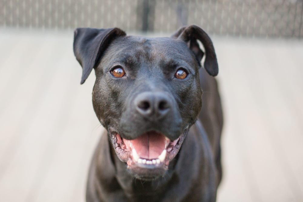 Close-up portrait of a happy black dog looking directly forward with an open-mouthed expression