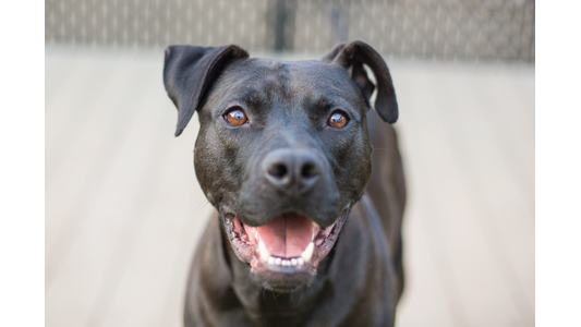 a black dog with its mouth open, appearing to smile. A suitable alt text would be "A close-up of a smiling black dog