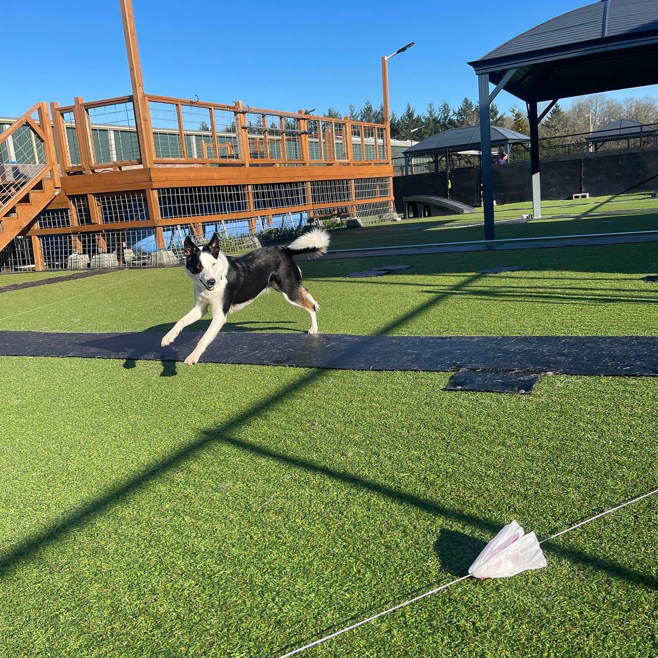 A black and white dog mid-stride running across a black mat on green artificial turf at a sunny outdoor dog training facility