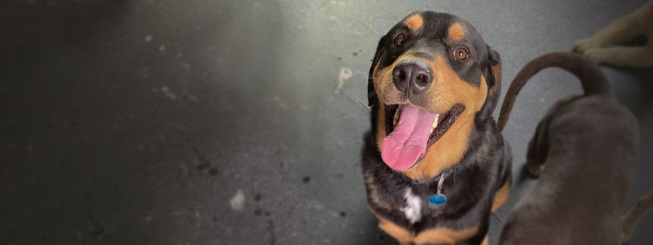 Large happy dog at the posh paw resort