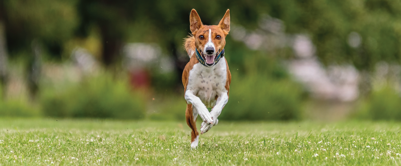 Brown white dog running yard