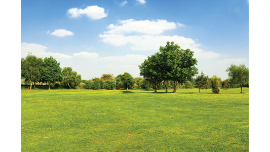 Dog park with bright green grass and trees