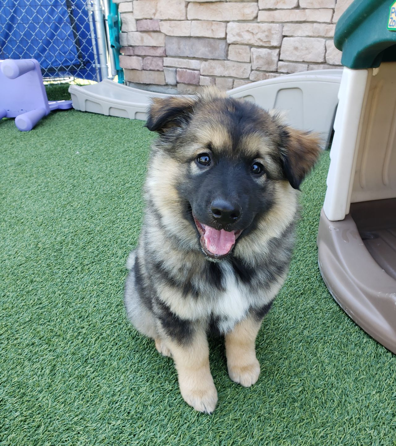 A fluffy German Shepherd puppy sitting attentively on green artificial turf in an outdoor dog play area
