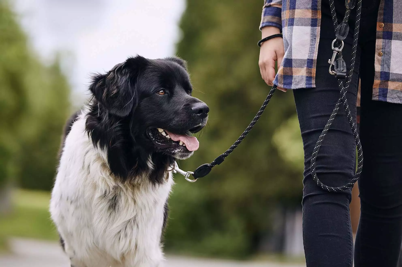 dog is being trained