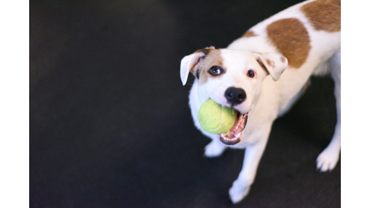 white and brown puppy holding a bright tennis ball in its mouth and looking up playfully