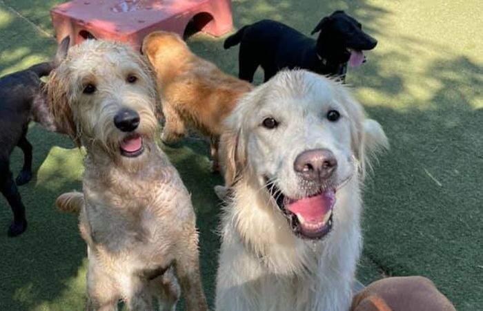 Happy Golden Retriever and Goldendoodle smiling together during outdoor group play at dog daycare