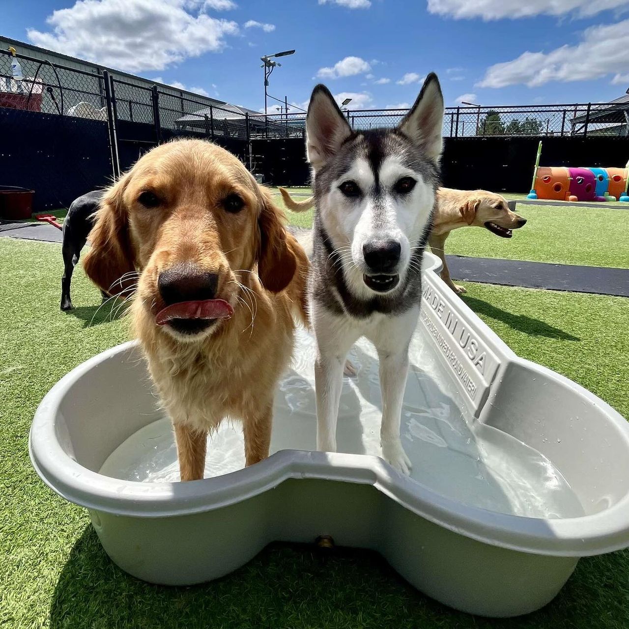 A Golden Retriever licking its nose and a black and white Siberian Husky standing together in a bone-shaped wading pool on green artificial turf at a sunny outdoor dog daycare