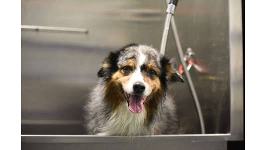 Happy Australian Shepherd with a wet coat sitting inside a stainless steel dog grooming wash tub