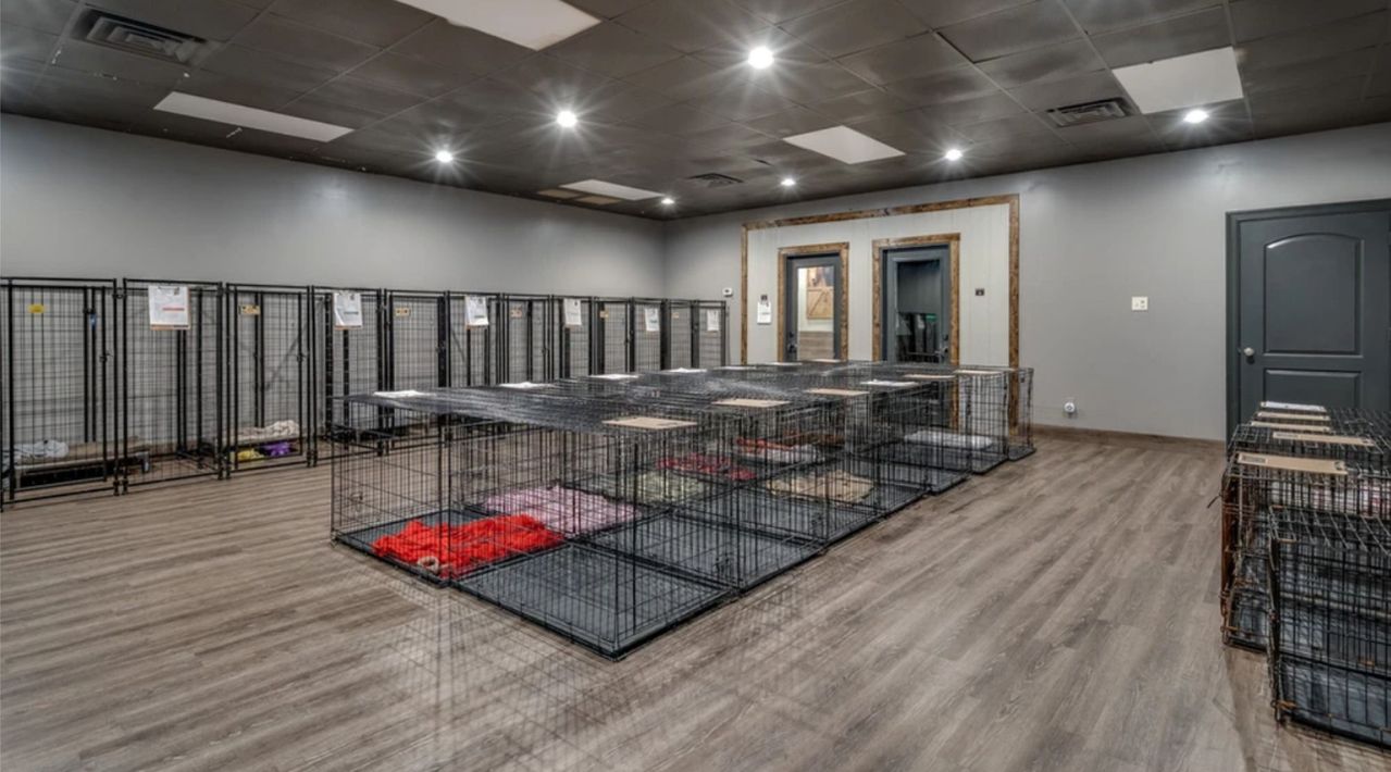 Texas Doghouse indoor dog boarding room with gray walls and wood-style flooring, featuring multiple rows of black wire dog crates arranged along the left wall and in a large central block, many containing colorful sleeping blankets