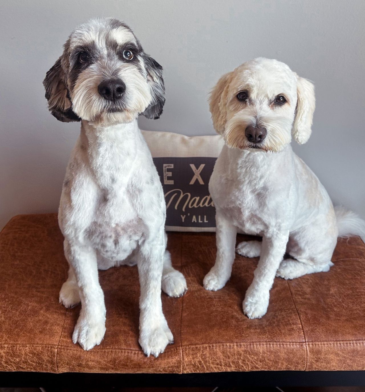 Two freshly groomed, fluffy dogs sitting side-by-side on a brown leather bench. The dog on the left has white fur with black and grey markings on its face and ears, while the dog on the right is solid cream or white. Behind them is a partially visible decorative pillow