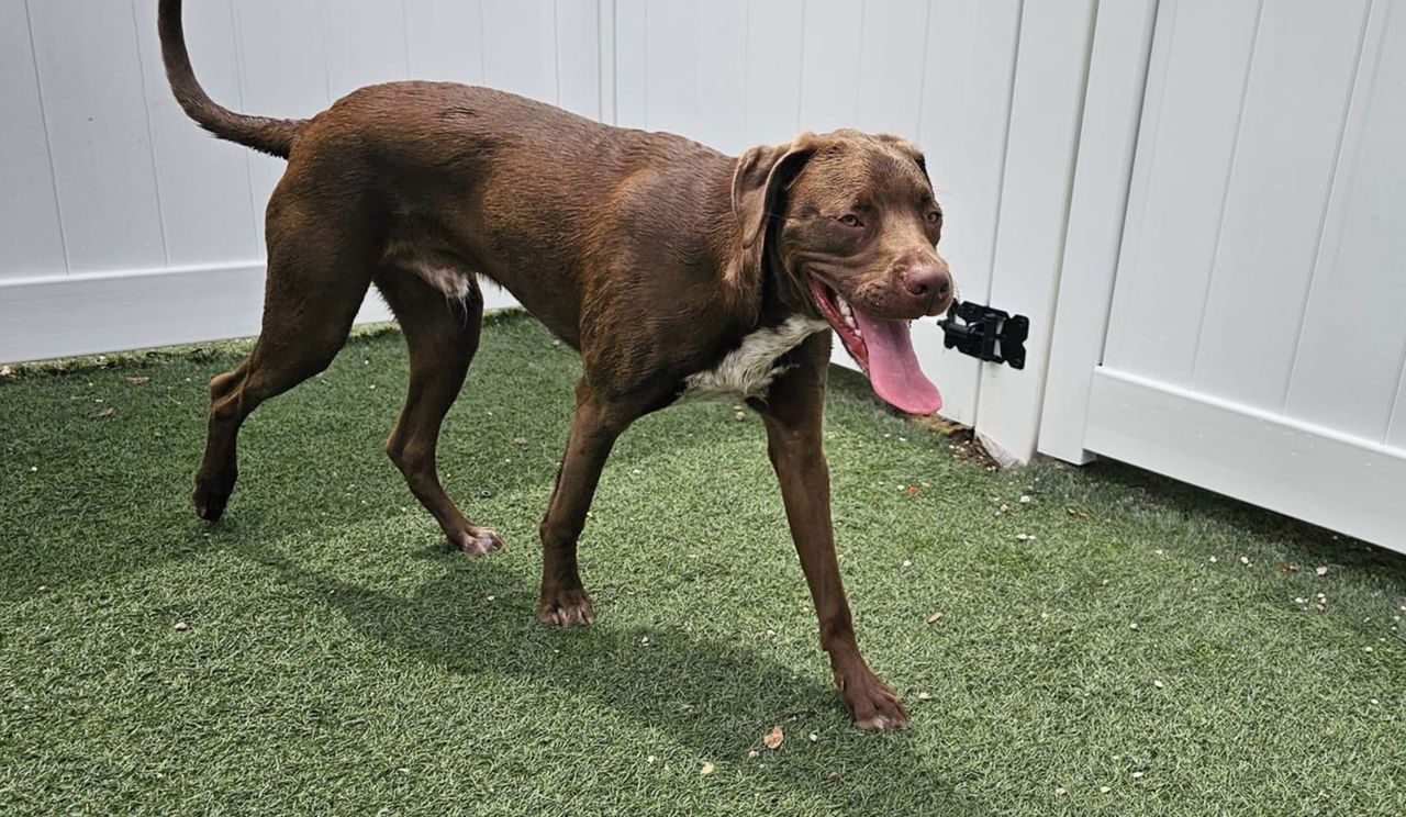A brown dog with a white patch on its chest walks across artificial green turf next to a white fence, panting with its tongue hanging out