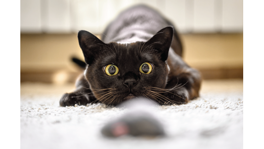 Siamese cat bed