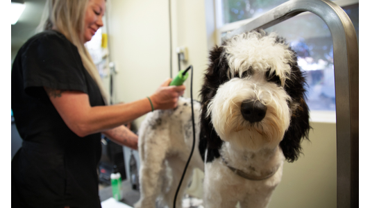 Dog grooming