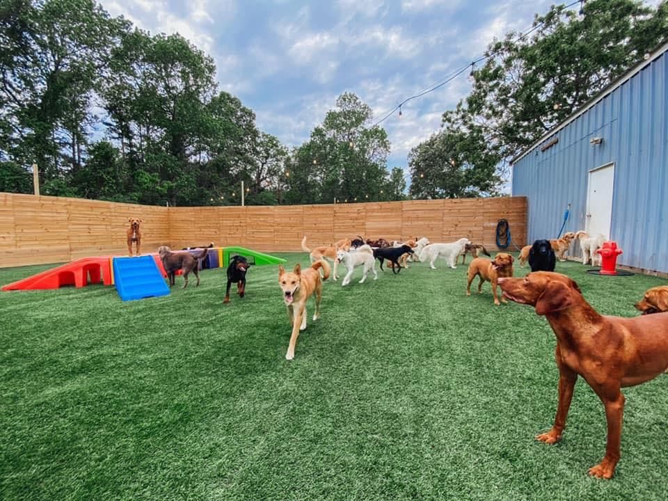 A large group of various dogs playing in an outdoor fenced-in yard with green artificial turf. The area includes colorful agility equipment on the left, a blue metal building with a red fire hydrant on the right, and string lights hanging overhead