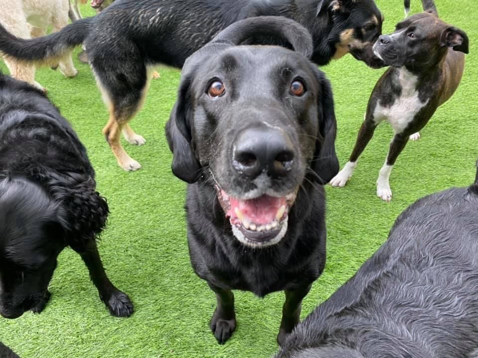a happy black dog looking directly up at the camera with a wide, open-mouthed smile, surrounded by several other dogs in an outdoor play area with green artificial turf