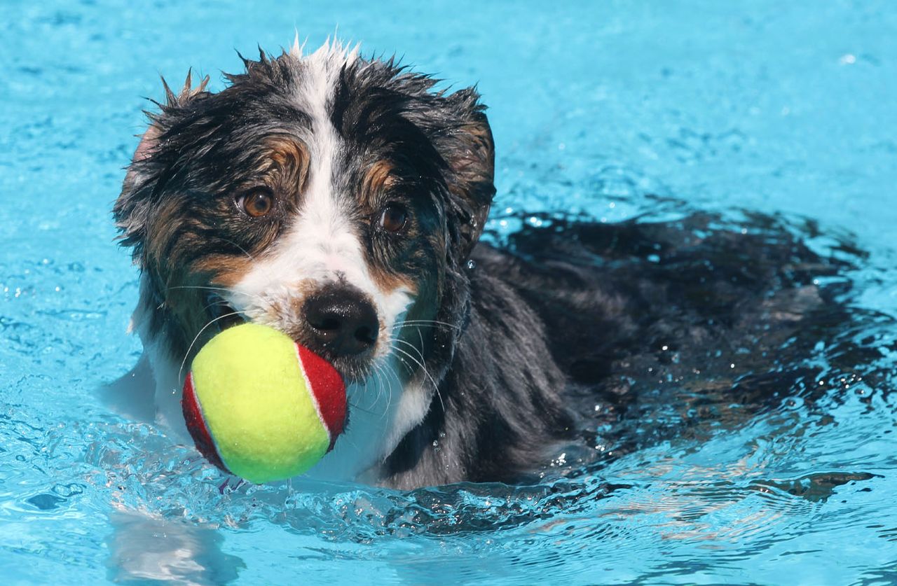 An Australian Shepherd dog swimming in a blue pool with a yellow and pink tennis ball in its mouth