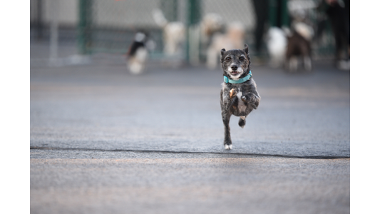 Dog walking ahead of human.