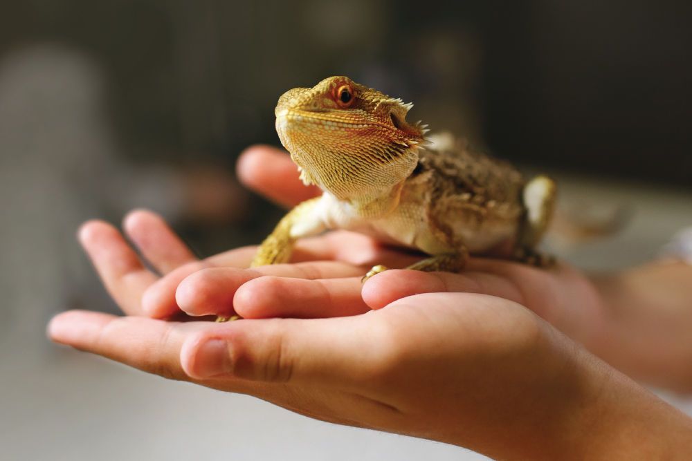 Lizard resting on hands
