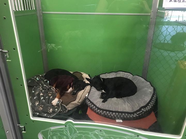 Two small dogs sleeping peacefully on separate dog beds inside a bright green, glass-front pet boarding kennel, with one wearing a sweater on a brown bed and the other curled up on a round grey bed