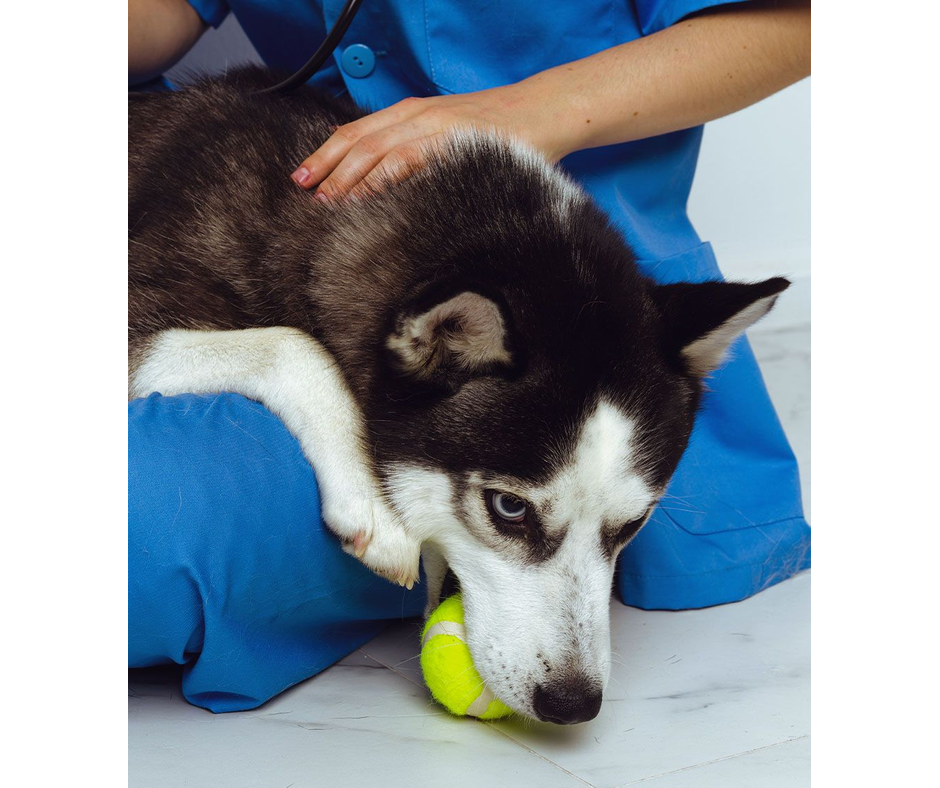siberian husky dog with a green ball