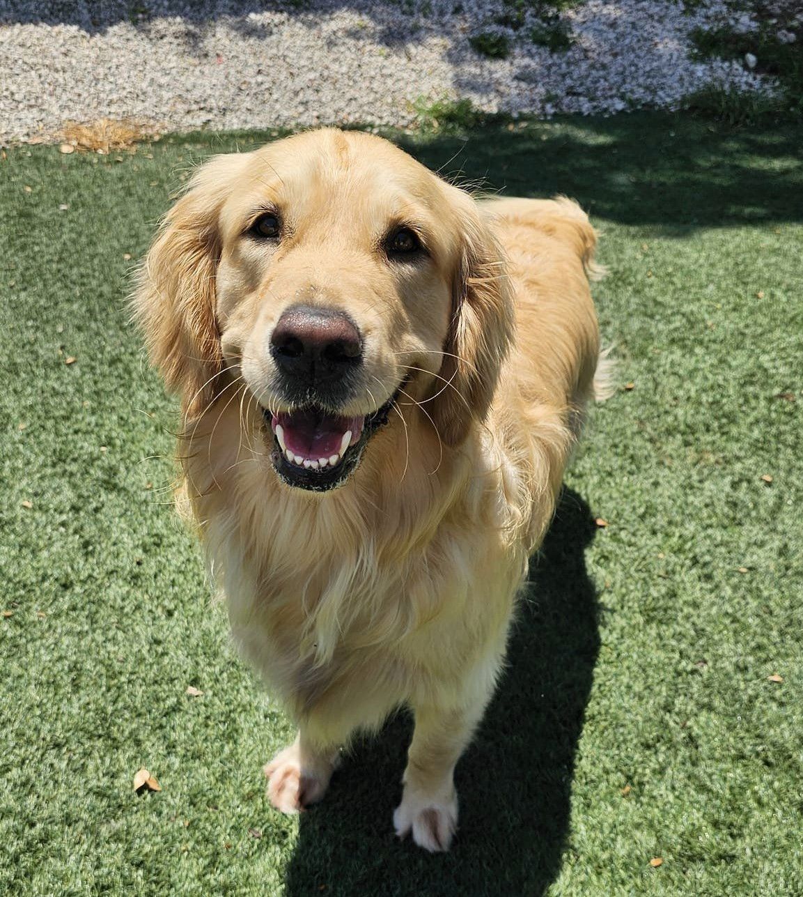 A happy Golden Retriever standing on green artificial turf, looking directly up at the camera with its mouth open in a wide smile. The sun casts a distinct shadow of the dog onto the grass to its right