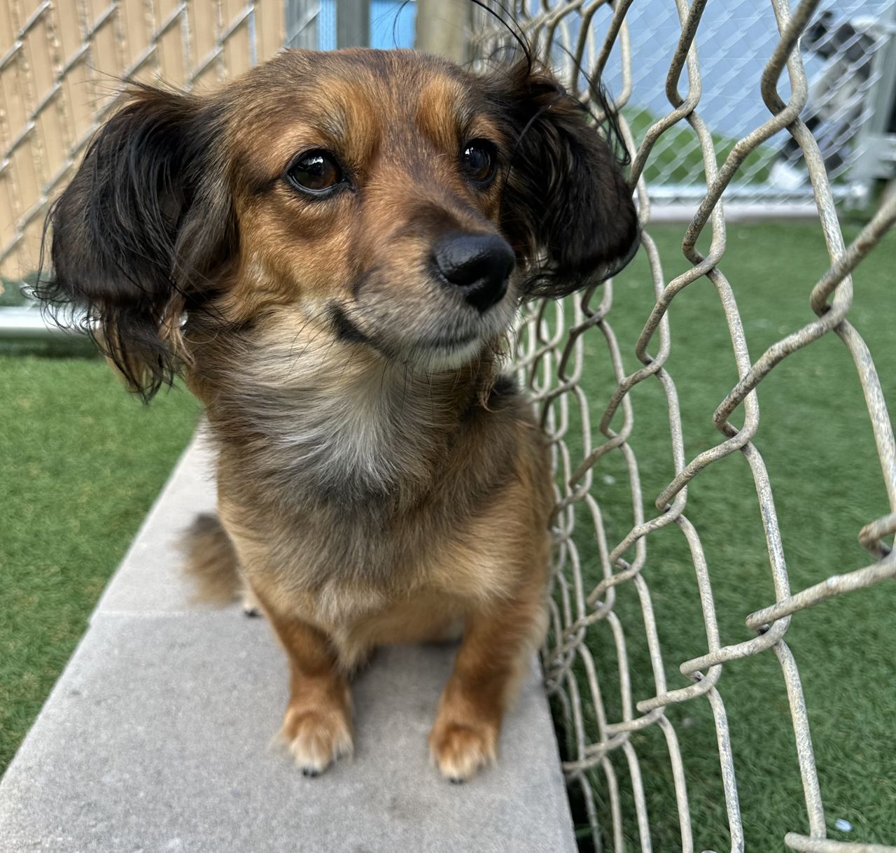Long-haired brown dachshund mix sitting outdoors next to a chain-link fence at a dog park