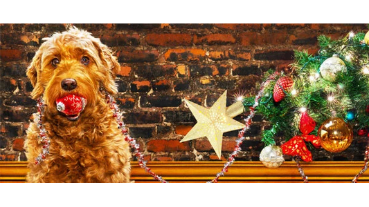 A playful golden doodle holding a red Christmas ornament in its mouth, tangled in holiday garland next to a decorated Christmas tree topper against an exposed brick wall