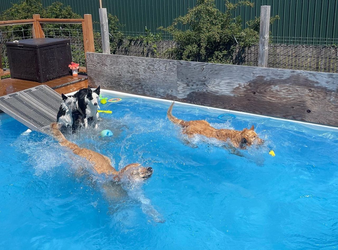 Three dogs playing and swimming in a pool at Wagging Tails