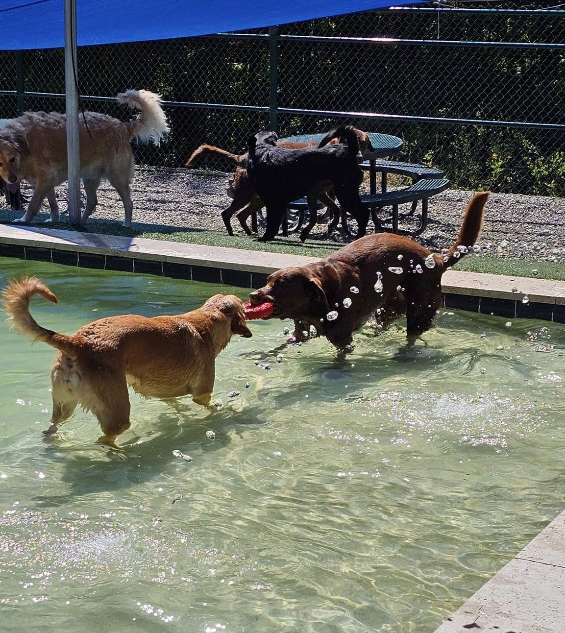 two dogs playing in a swimming pool. One is a light-colored dog standing in the water, and the other is a dark-colored dog holding a red toy in its mouth
