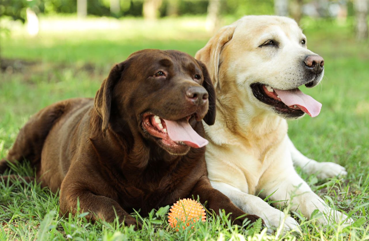 A chocolate Labrador and a yellow Labrador lying happily in the grass with a yellow toy ball.