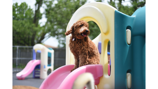 Red Goldendoodle sitting at the top of a pink slide on play equipment in an outdoor dog daycare play yard