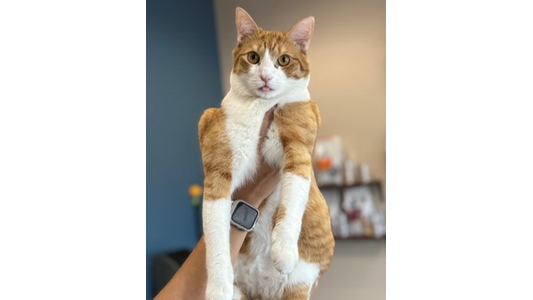 Meredith