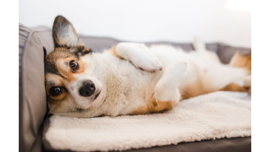 A Corgi lying comfortably on its back on a soft white blanket over a gray cushion, looking directly at the camera with its front paws curled onto its chest
