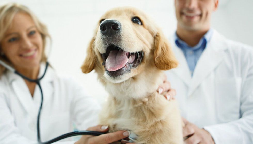 veterinarians wearing white coats checking labrador