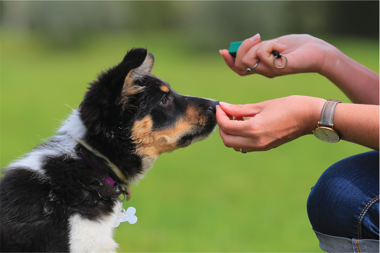 Tricolor puppy taking a treat from a trainer holding a clicker during a positive reinforcement training session