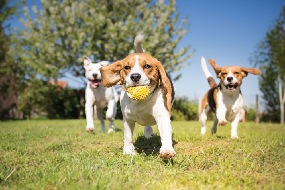 Three dogs running through a grassy field, with a Beagle in the center carrying a yellow ball in its mouth