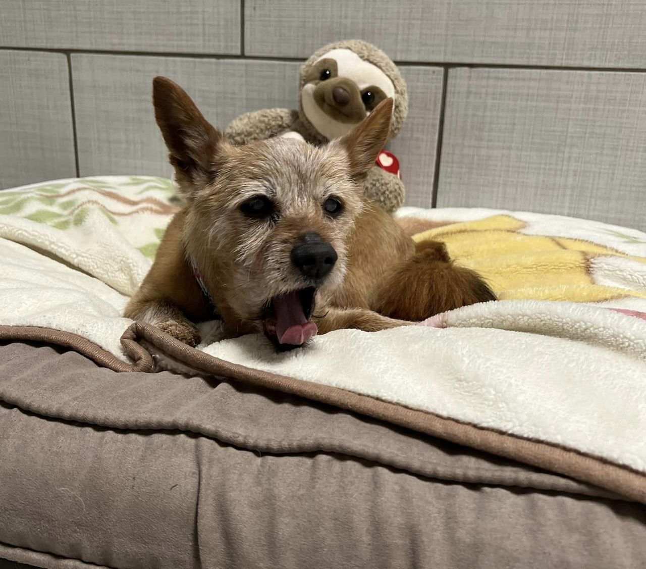 A small, scruffy tan dog yawning widely while resting on a soft, blanket-covered bed, with a stuffed sloth toy propped up behind it against a grey tiled wall