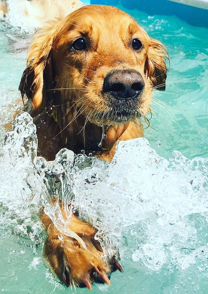 A golden retriever swimming in a pool, splashing water