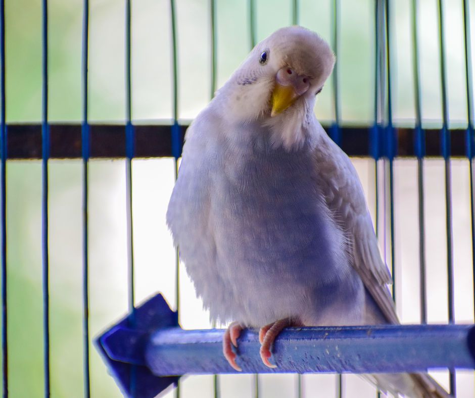 bird