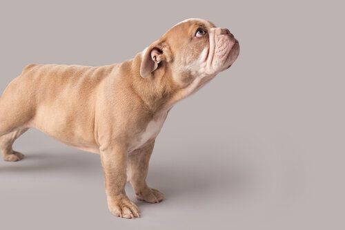 a light brown and white bulldog puppy standing in profile and looking attentively upward against a solid grey background
