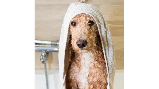 A wet dog wrapped in a white towel after a bath