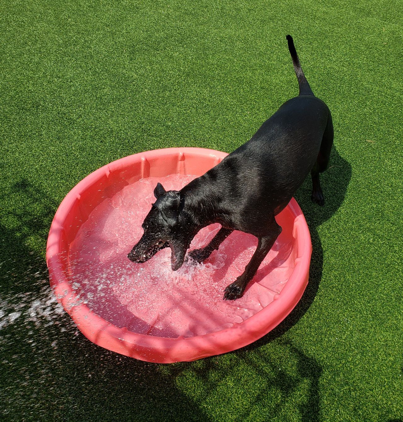 A black dog standing in a pink plastic wading pool on green turf, playfully biting at a stream of water sprayed from a hose
